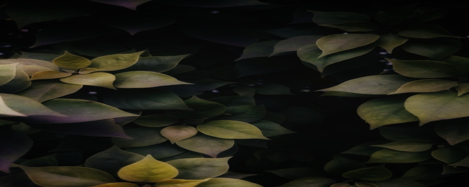 backgroundImg